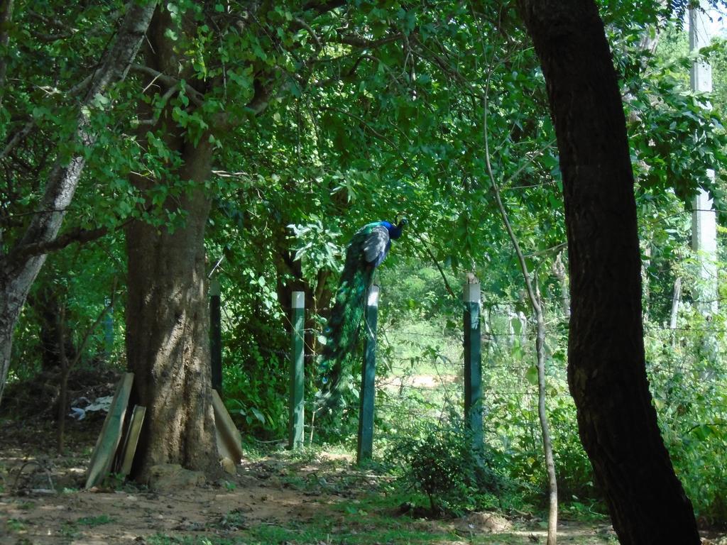 Katagamuwa Rest Ξενοδοχείο Kataragama Εξωτερικό φωτογραφία